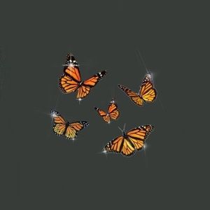 Meet your Posher, Camryn